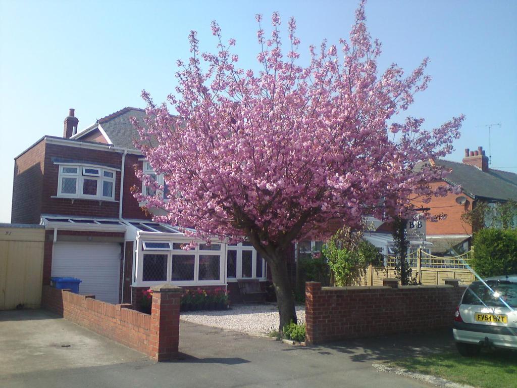 Cherry Blossom Guest House Image 2