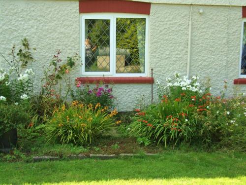 firtrees Image 2