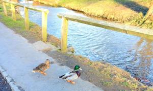 Duck Beck Cottage, Swainby Village, North Yorks. Image 2