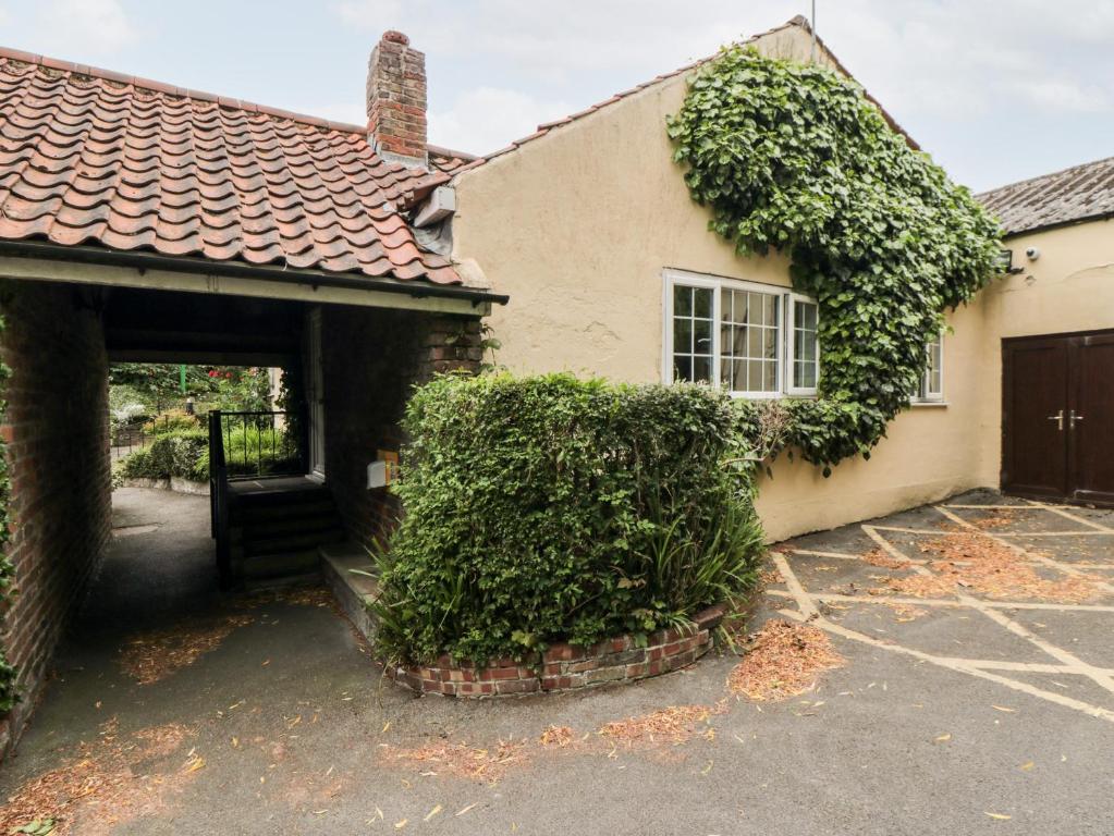 Ivy Image 2