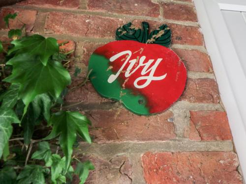 Ivy Image 3