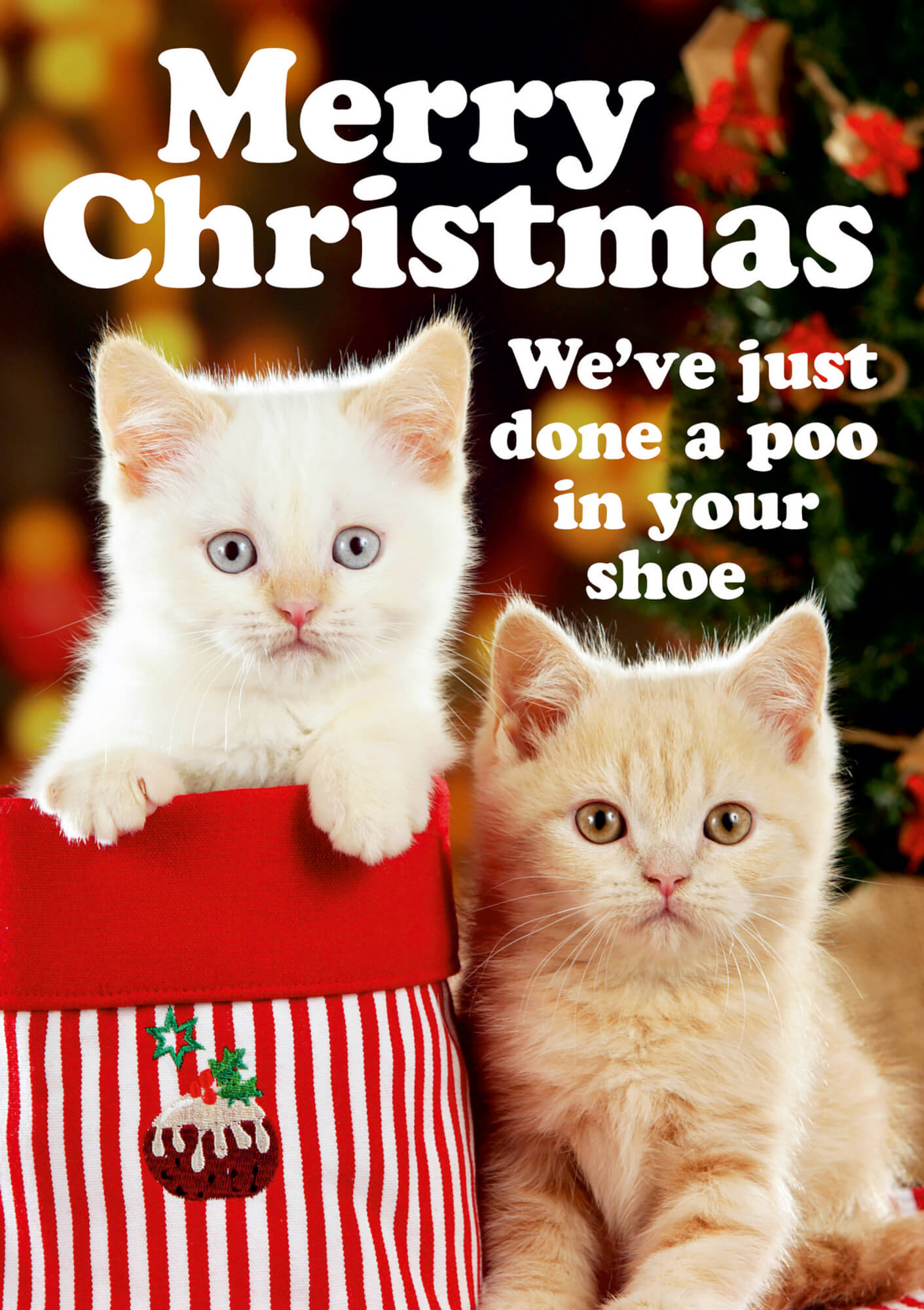Two fluffy kittens, one white with blue eyes and one cream-colored, sit beside a red and white striped Christmas stocking, with festive text above reading "Merry Christmas."