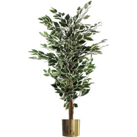 Variegated white/green bushy ficus tree in a gold metal planter, 130cm tall.