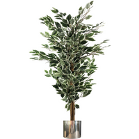 Variegated white/green bushy ficus tree in a silver metal planter, 130cm tall.