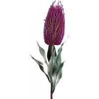 Pink Banksia Menziesii artificial flower stem, 75cm tall, with green leaves and textured bloom.