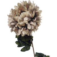 Extra large 75cm reflex chrysanthemum with layered mushroom-colored petals and green leaves by Leaf.