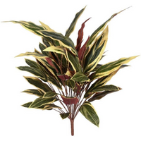 90cm fire retardant Caladium bush with 15 white-edged green stems and 49 leaves.