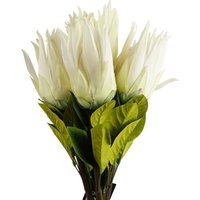Pack of 6 white Protea Sugarbush flower stems, 65cm, with lush green leaves and pointed petals by Leaf.