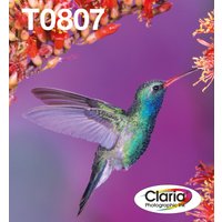 Epson T0807 ink cartridge multi-pack with vibrant hummingbird and Claria logo on purple and red floral background.
