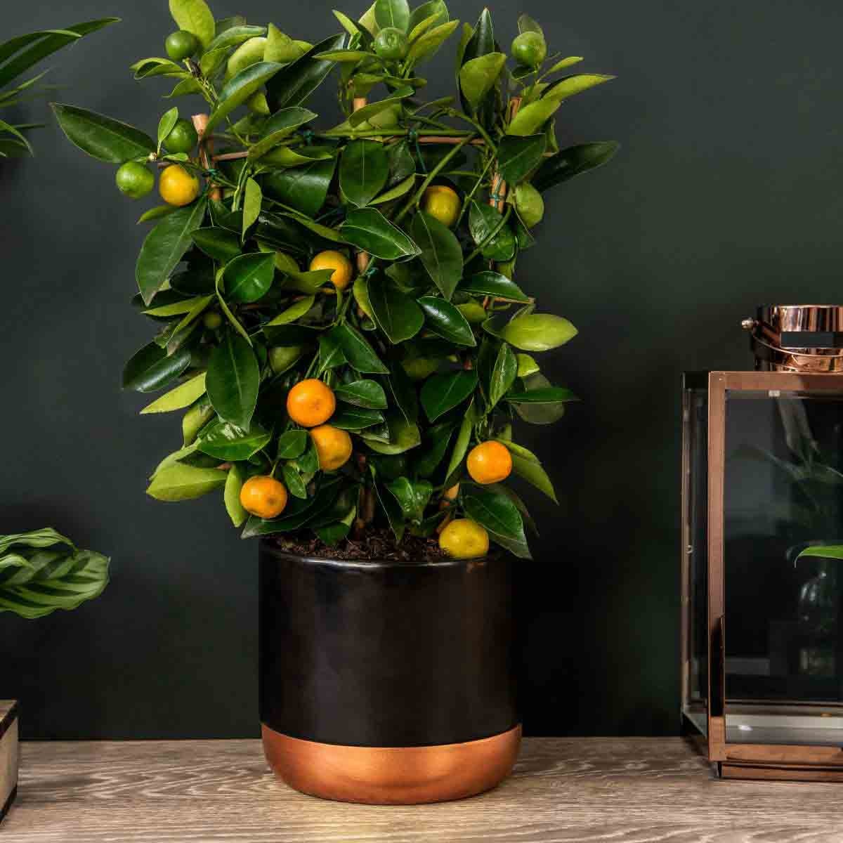 Citrus Calamondin plant in a 3-litre black pot with a copper base, featuring glossy green leaves and small orange fruits, set against a dark background.