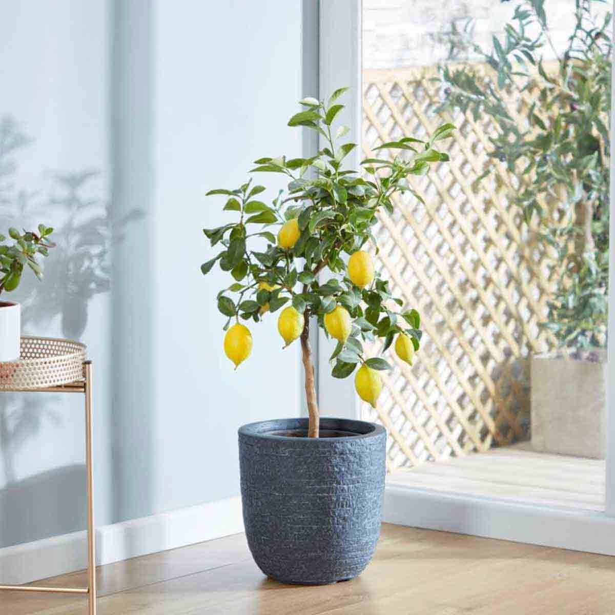 Potted Meyer lemon tree with vibrant yellow lemons hanging from lush green leaves, set in a textured blue pot, placed near a window with wooden flooring and a lattice background.
