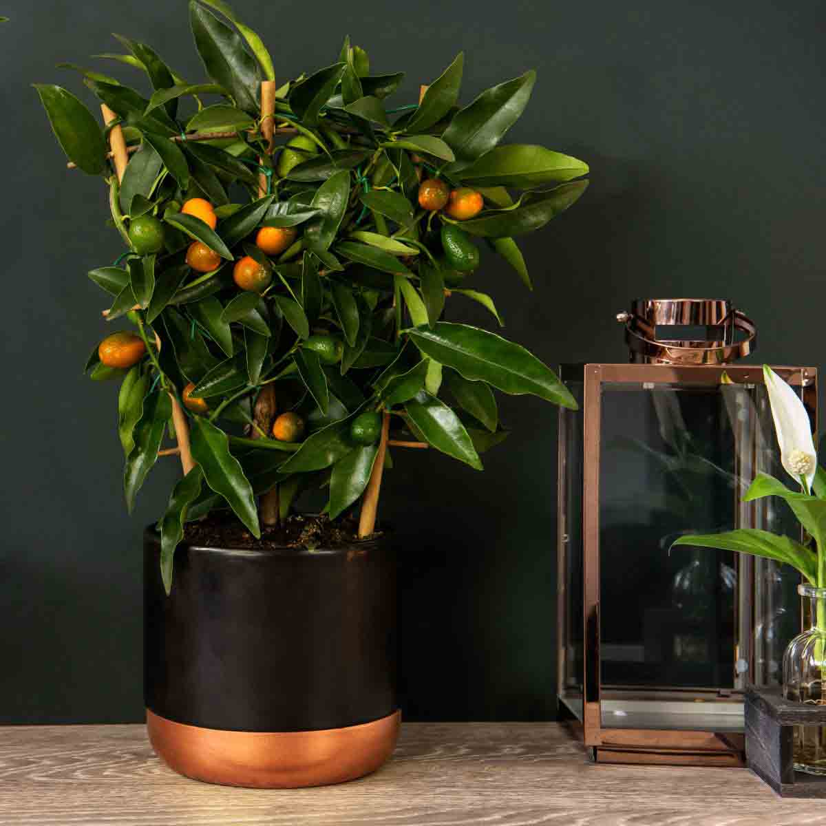 Kumquat citrus tree in a 2.5-litre black pot with a copper base, featuring vibrant green leaves and small orange fruits, placed beside a decorative lantern and a vase.