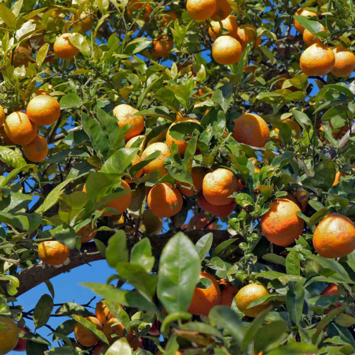 Lush green citrus tree with vibrant orange limes, featuring thick leaves and a sturdy trunk, set against a bright blue sky.