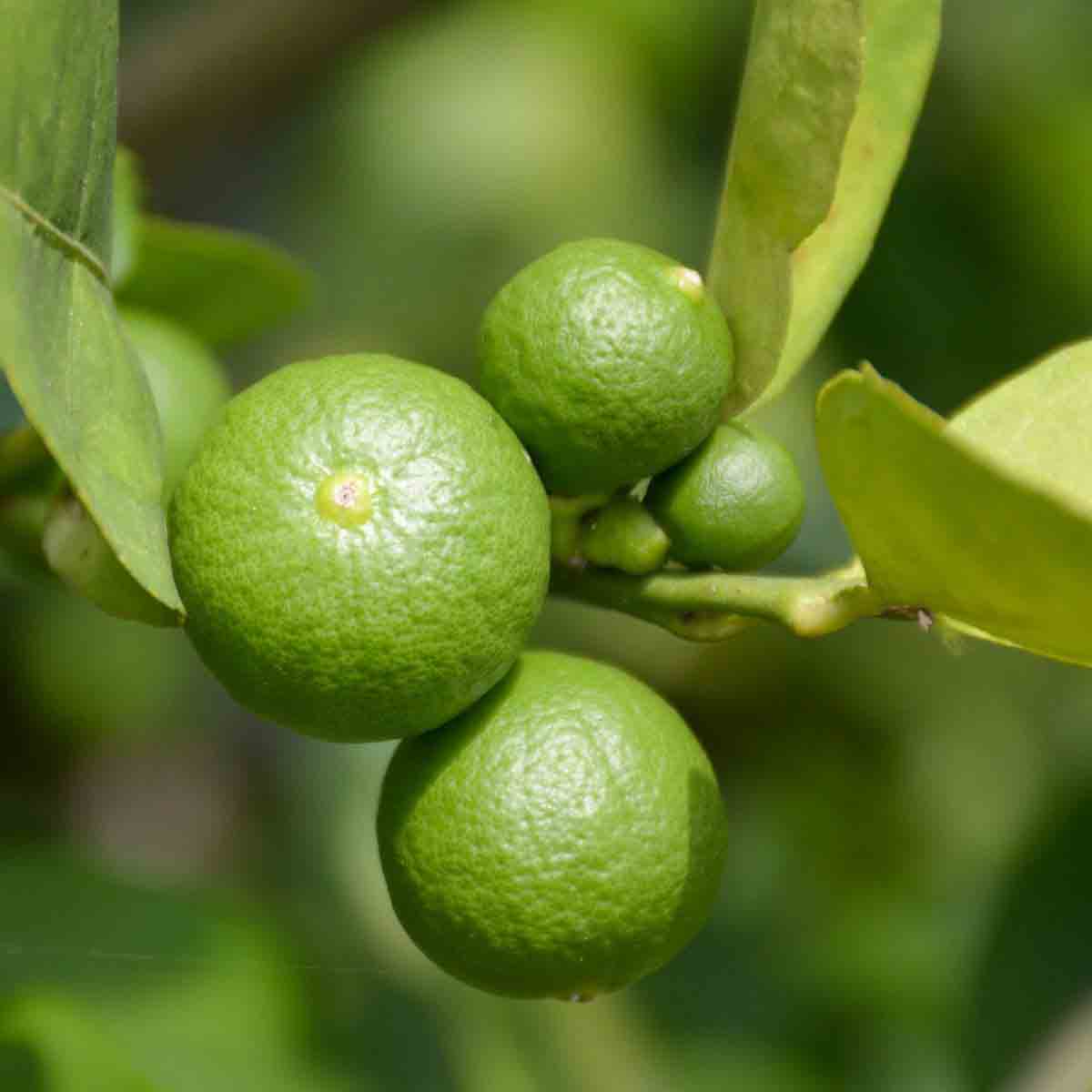 Citrus tree lime in a 5-litre pot, featuring vibrant green limes on branches with glossy leaves, showcasing healthy growth and potential fruit.