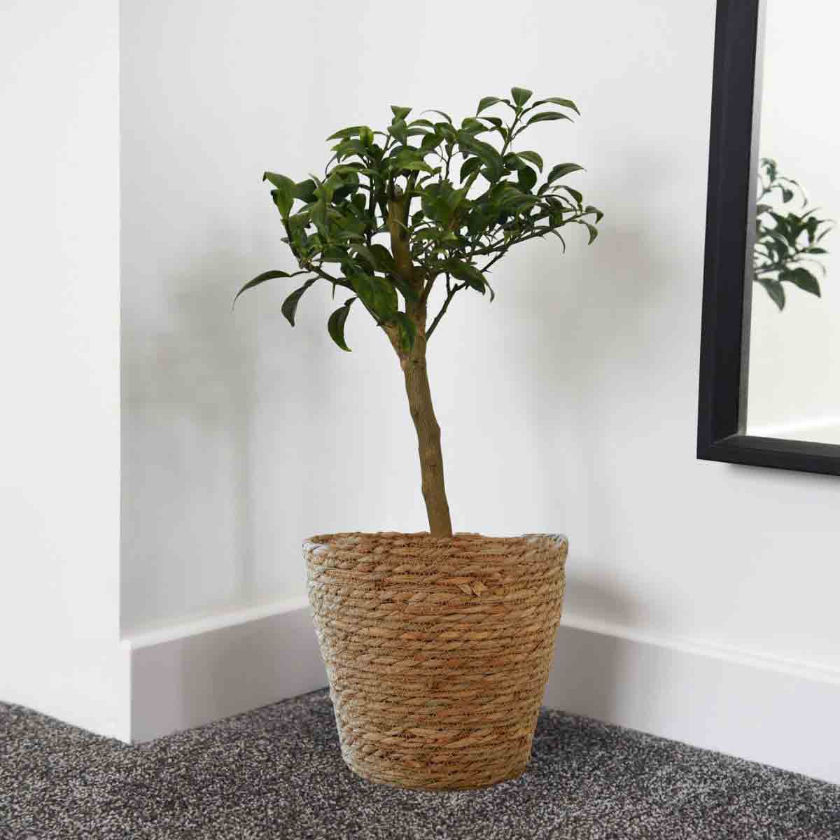 Citrus Yuzu plant in a 3-litre woven natural fiber pot, featuring vibrant green leaves and a slender trunk, positioned near a mirror against a neutral wall.