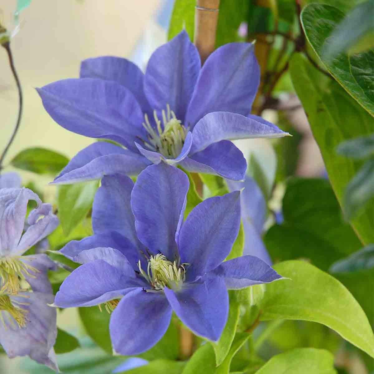 Vibrant purple flowers of the Clematis 'Fujimusume' bloom, showcasing large petals and prominent stamens, set against lush green foliage in a 2-litre pot.