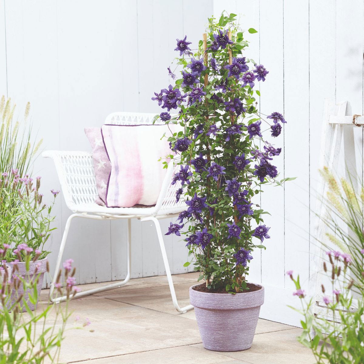 Two vibrant purple Clematis Florida Kokonoe plants in 9cm pots, climbing a support, set against a light background with a white chair and decorative pillow.