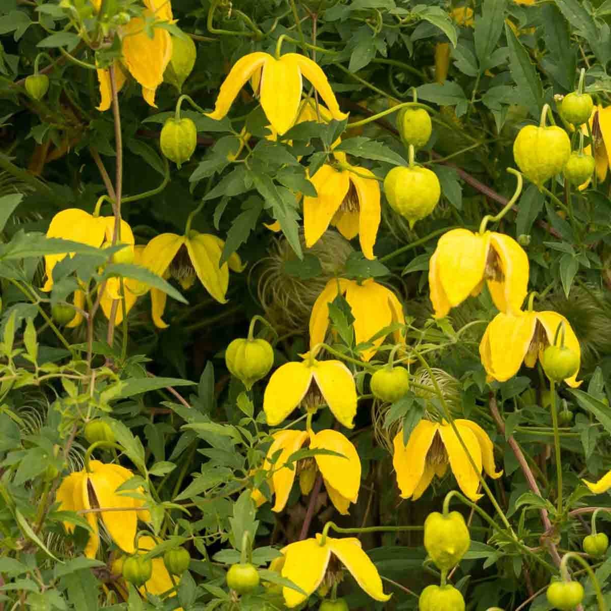 Bright yellow clematis flowers with elongated petals and green, leafy foliage in a lush arrangement, showcasing the vibrant and unique appearance of the Thompson & Morgan plant.