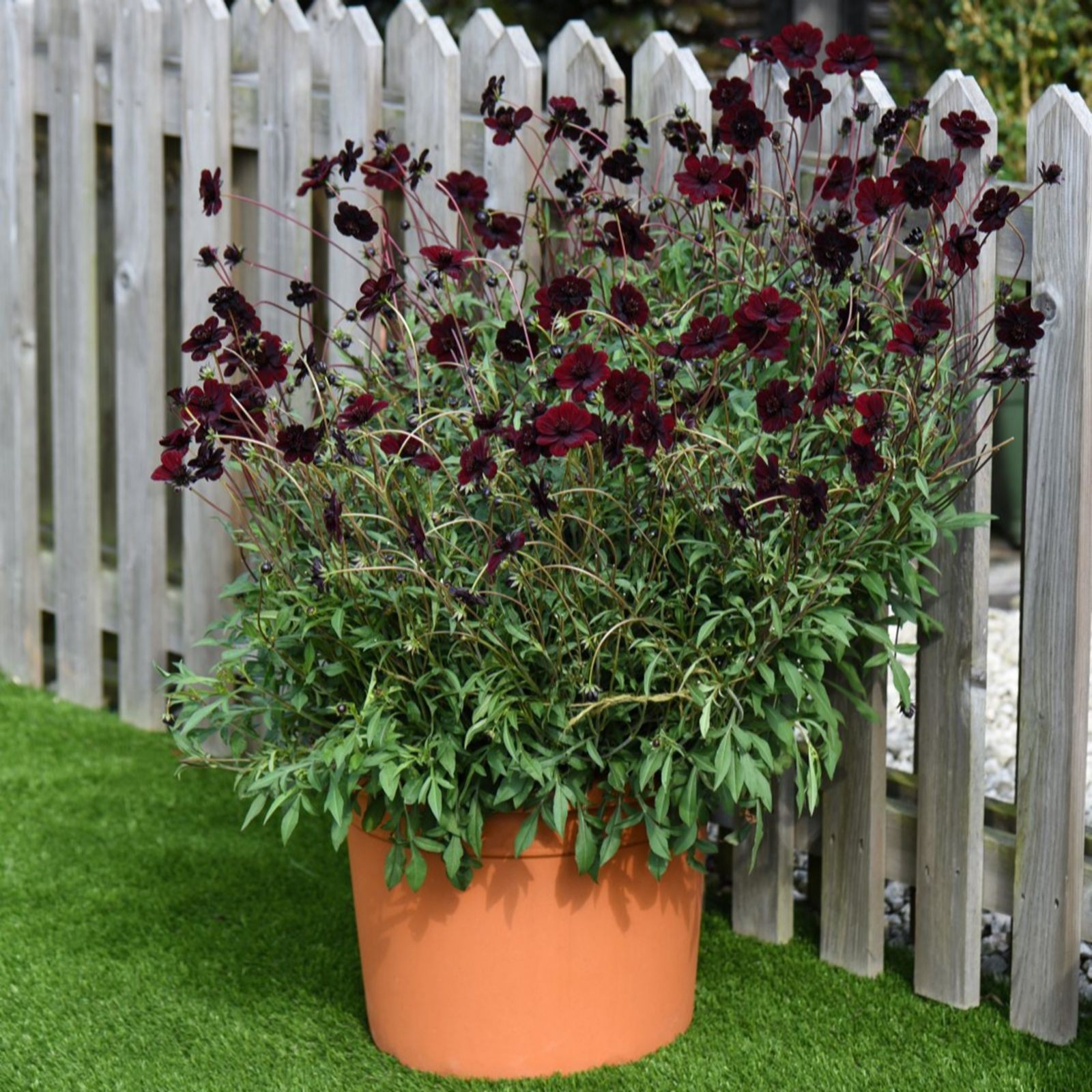 Dark burgundy Cosmos Chocamocha flowers bloom abundantly in a large terracotta pot, surrounded by lush green foliage, set against a wooden fence and artificial grass.