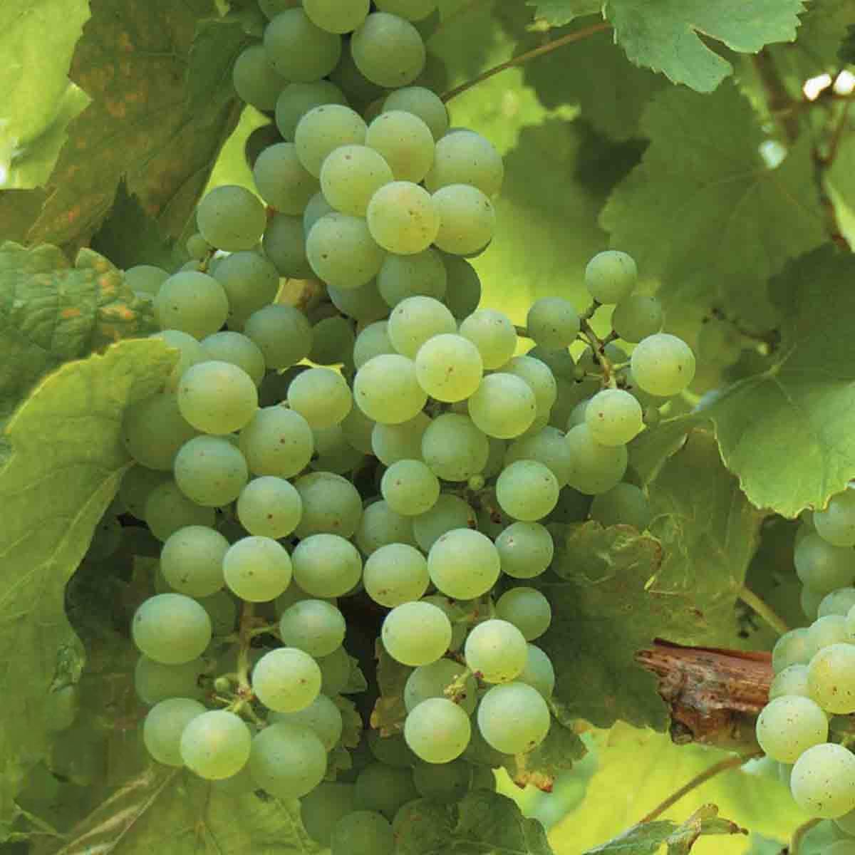 Clusters of small, green grapes hang from lush green leaves, showcasing the healthy foliage and fruit of the Thompson & Morgan Grape (Vitis) Phoenix Vine in a 4.5-litre pot.