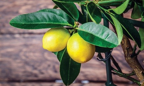 Yellow lemons hang from a green-leaved branch, showcasing vibrant foliage against a rustic wooden background, part of a Mediterranean fruit collection in 9cm pots.