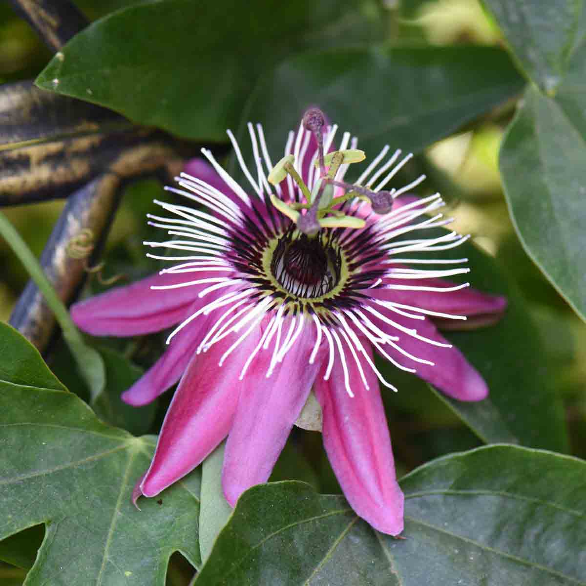 Vibrant purple Passiflora Victoria flower with intricate white filaments, surrounded by lush green leaves, in a 9cm pot from Thompson & Morgan.