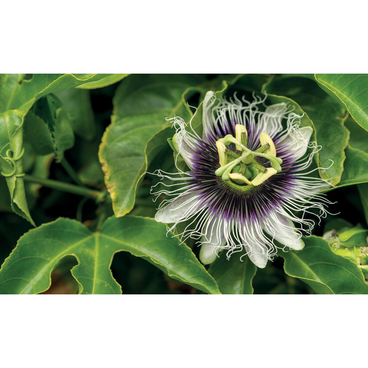 Passionfruit flower with intricate purple and white petals, surrounded by vibrant green leaves, showcasing the unique structure and beauty of the Passiflora Edulis plant.