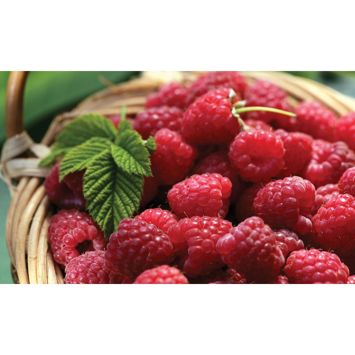 A woven basket filled with plump, vibrant red raspberries, accompanied by a green raspberry leaf, set against a blurred green background.