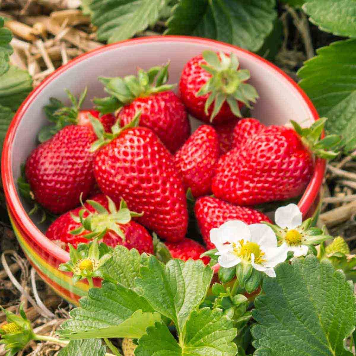 Bright red strawberries in a colorful bowl surrounded by green leaves and white flowers, showcasing the vibrant, ripe fruit ready for harvest.
