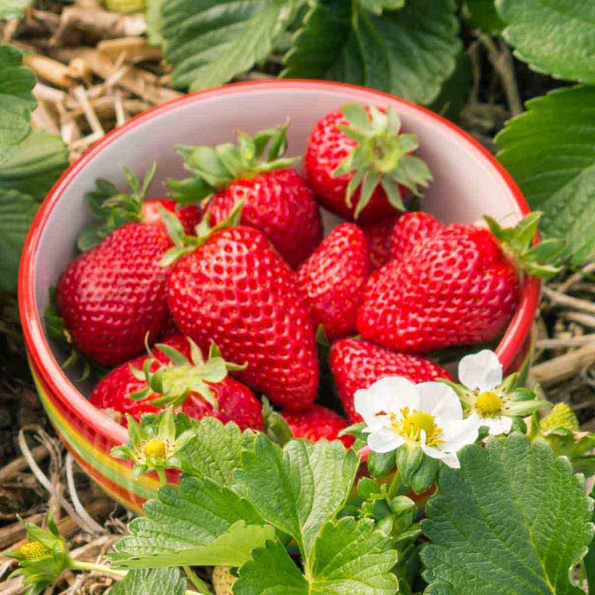 Bright red strawberries in a red and white bowl, surrounded by lush green leaves and white flowers, showcasing the vibrant, fresh produce from a potted plant.