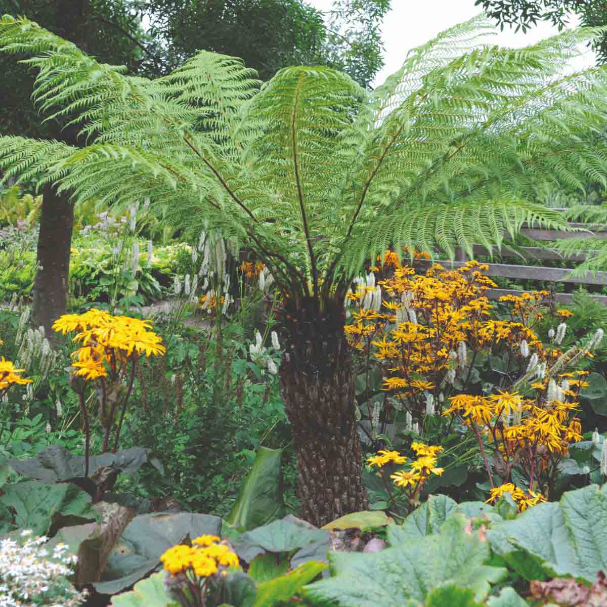 Two lush green Australian tree ferns in pots, featuring broad, feathery fronds and a textured brown trunk, surrounded by vibrant yellow flowers and lush greenery.
