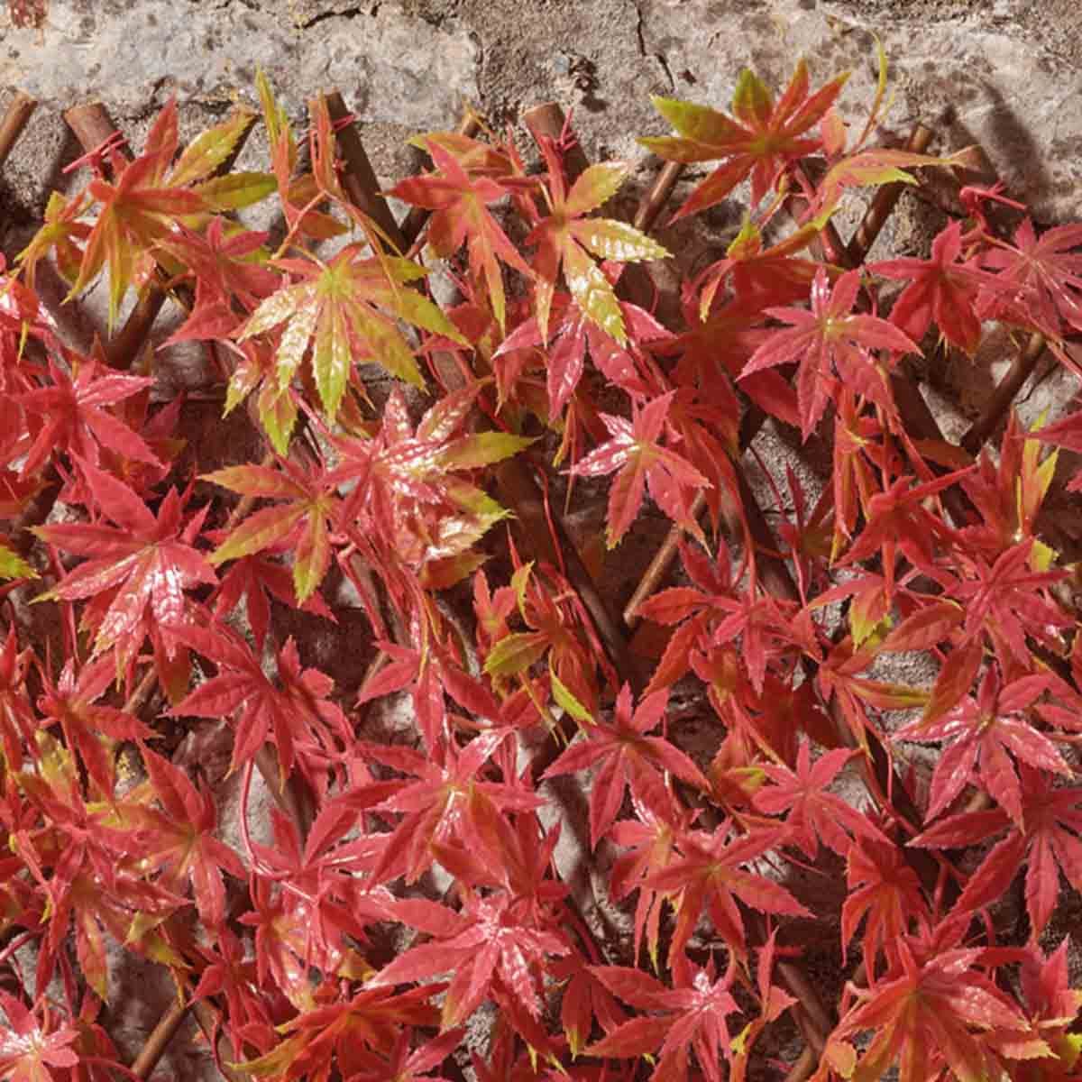 Red Acer folding hedge trellis measuring 1x2m, featuring vibrant red and green leaves made of durable material, designed to enhance garden aesthetics.