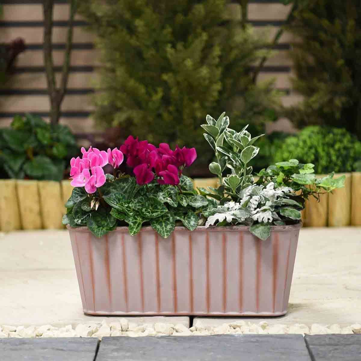 Rust-colored metal garden trough planter, 38 cm, featuring a ribbed design, filled with vibrant pink cyclamen and various green plants, set against a natural background.