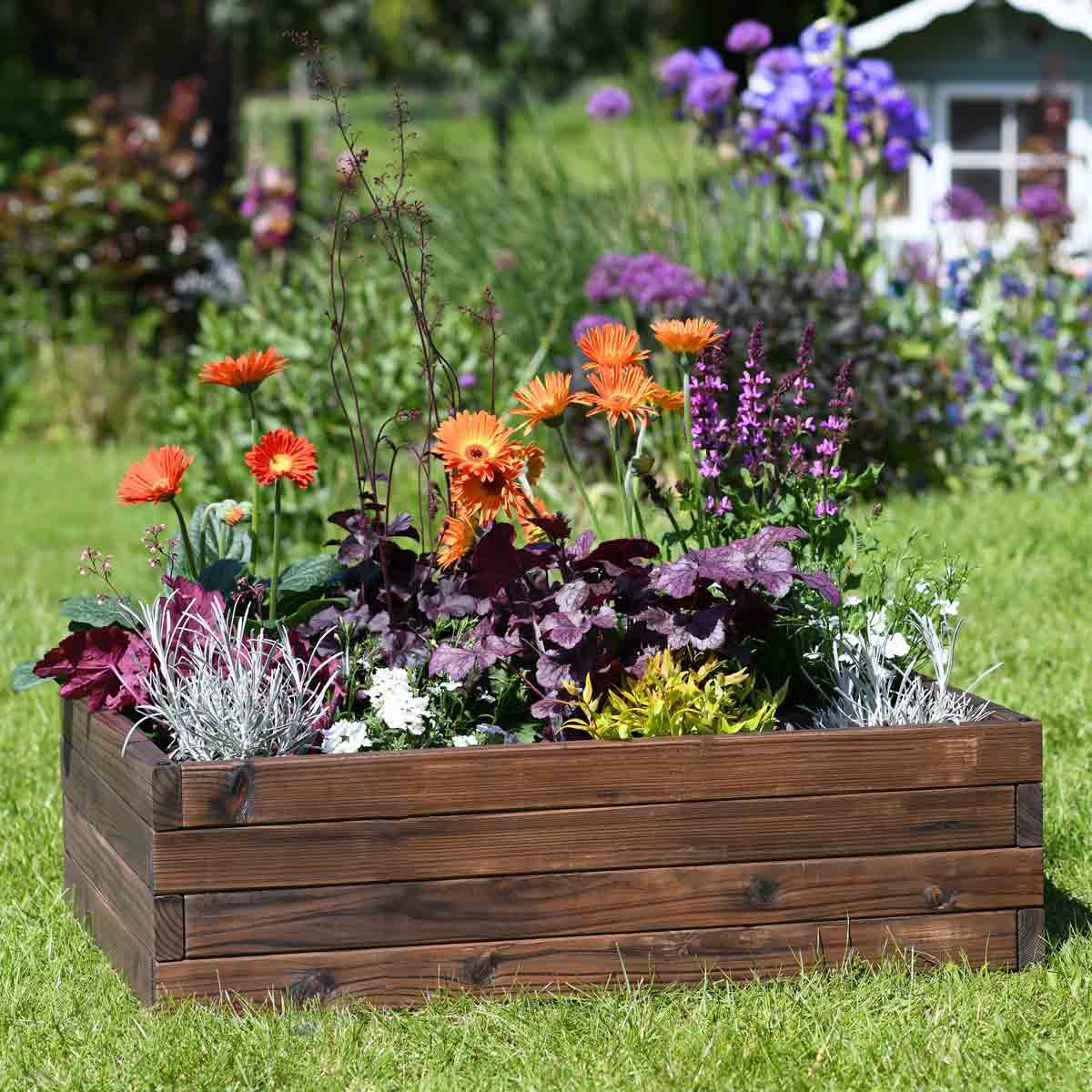 Wooden raised garden bed in brown, measuring 80x60cm, filled with vibrant flowers including orange gerberas and purple blooms, set against a lush green garden backdrop.