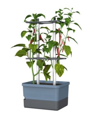 Blue rectangular planter with a gray base, featuring metal supports and vibrant green chili plants with red peppers growing upright.