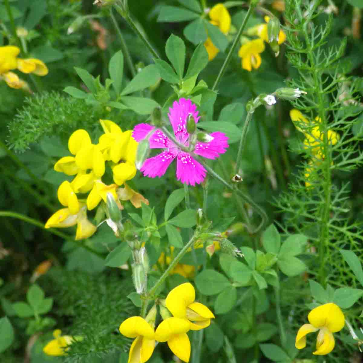 Vibrant mix of wildflowers in a meadowmat, featuring bright pink and yellow blooms among lush green foliage, designed to attract birds and bees.