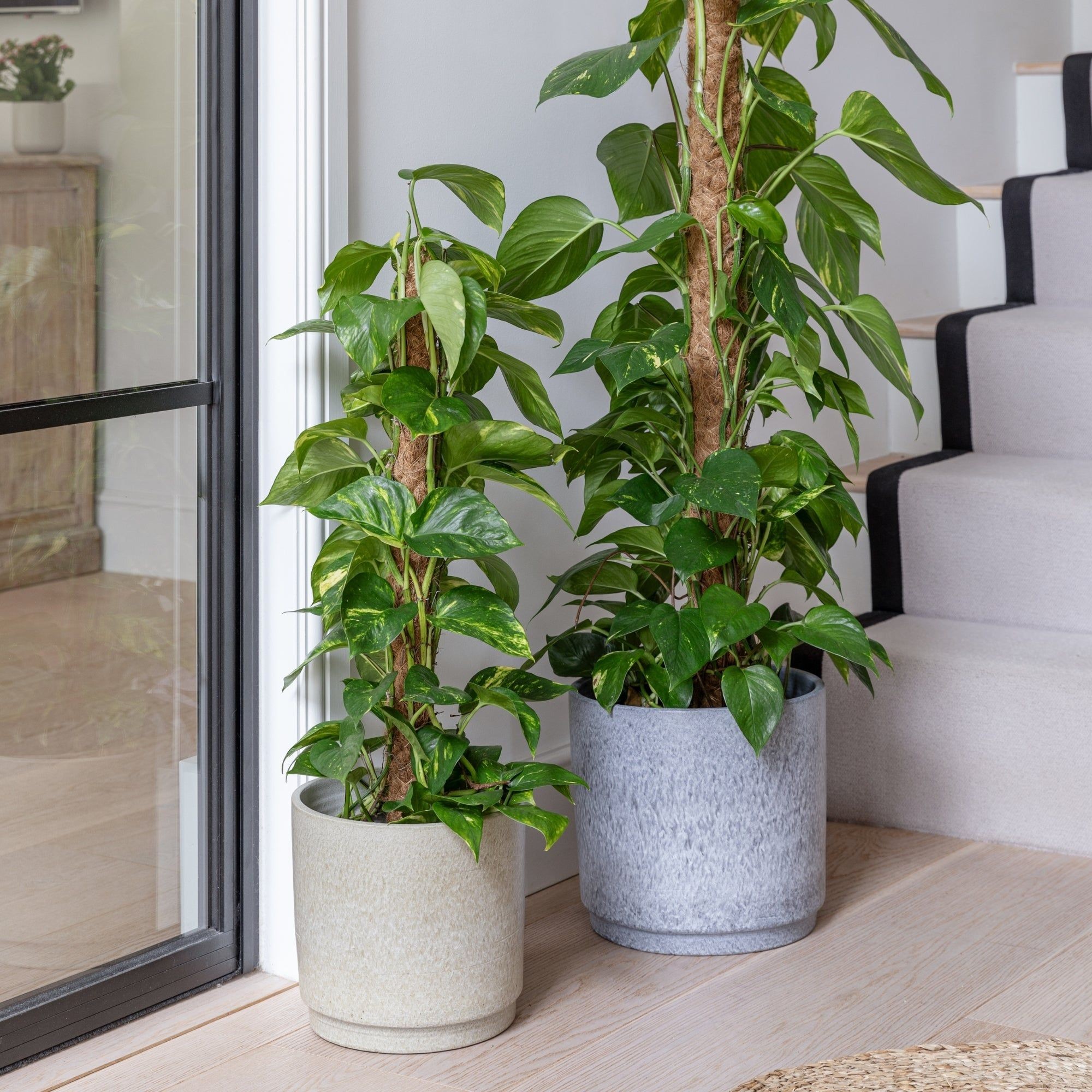 Ceramic planter in a glossy blue finish, 22 cm tall and 26 cm wide, featuring a smooth surface and rounded shape, ideal for indoor plants.