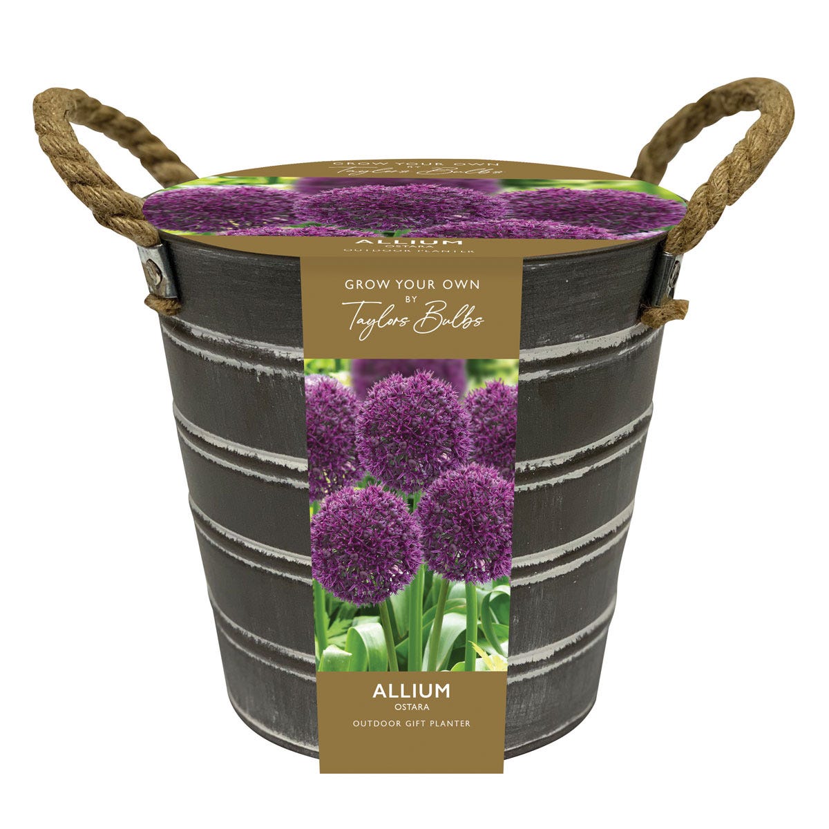 Metal bucket planter in dark grey with a rustic finish, featuring a label showcasing vibrant purple alliums and sturdy rope handles for easy carrying.