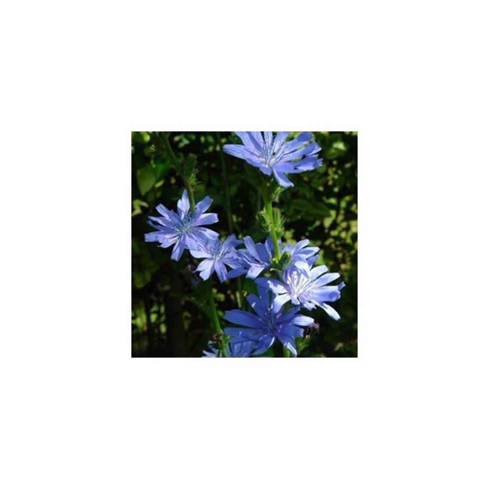 Australian Bush Flower Essences Sturt Desert Pea 15ml - image 2