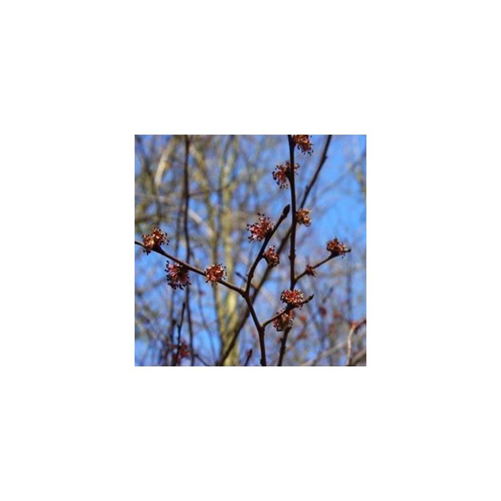 Australian Bush Flower Essences Sunshine Wattle 15ml - image 2