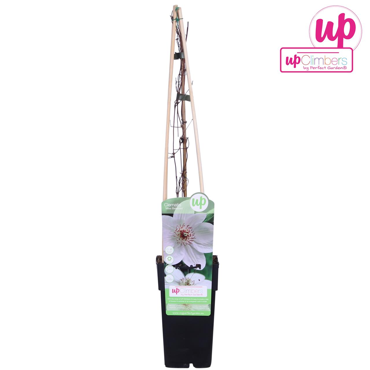 Clematis Miss Bateman plant in a 15cm black pot with a wooden support stake, featuring green leaves and a prominent white flower with purple markings.