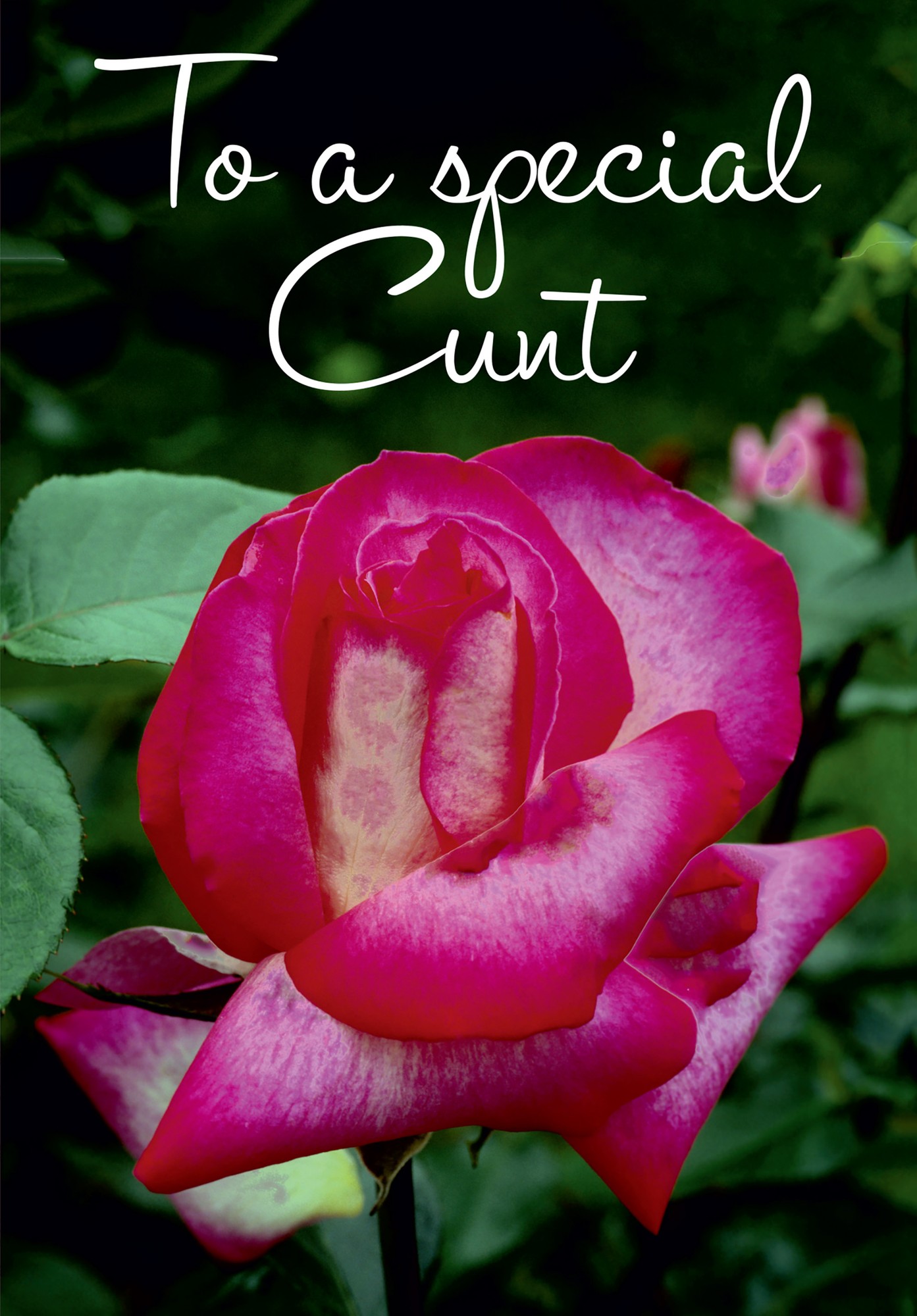 A vibrant pink and white rose with lush green leaves, featuring the text "To a Special C**t" in elegant white script above the flower.