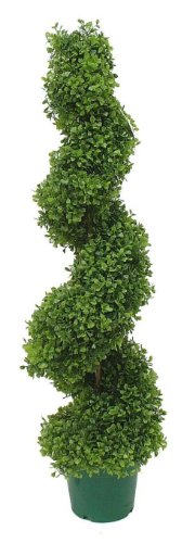 3ft Boxwood Spiral Topiary Tree - image 3