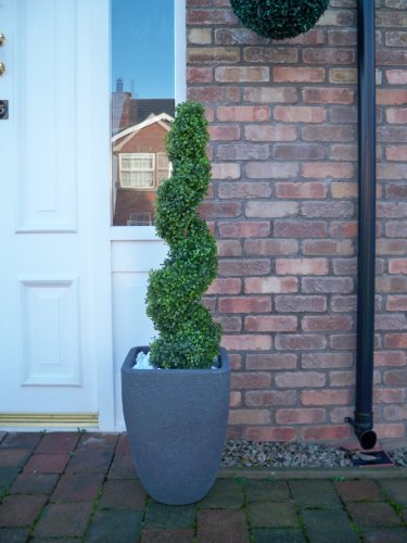 3ft Boxwood Spiral Topiary Tree - image 5
