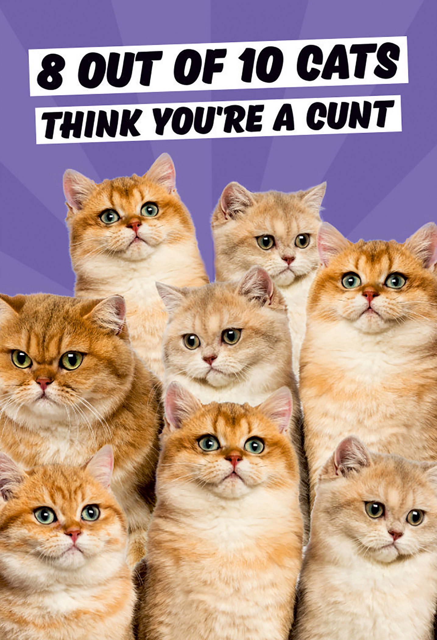 Fridge magnet featuring nine fluffy cats with orange and cream fur, set against a purple background, with bold text reading "8 Out of 10 Cats THINK YOU'RE A CUNT."