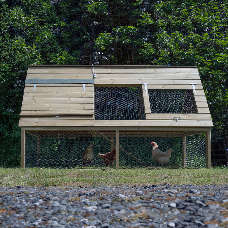 Large wooden chicken coop with a sloped roof, featuring a natural wood finish, wire mesh sides, and two openable windows, set on a grassy area with chickens inside.
