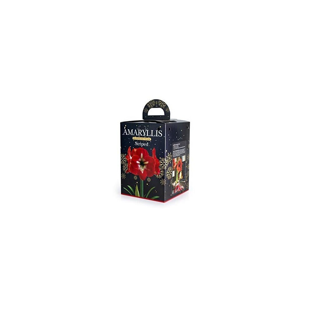 Red and black box featuring a vibrant red striped amaryllis bulb, with a floral design and a handle on top, labeled "Amaryllis Red Stripe" by De Ree.