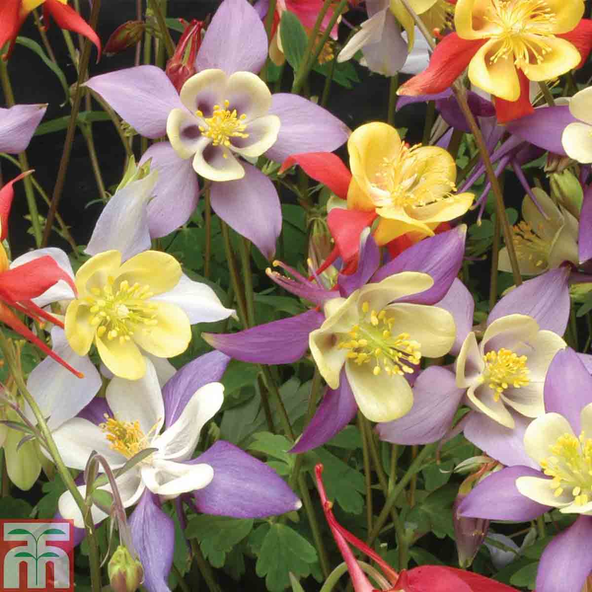 Colorful assortment of Aquilegia flowers in shades of purple, yellow, and white, featuring delicate petals and prominent yellow stamens, arranged in a lush green background.