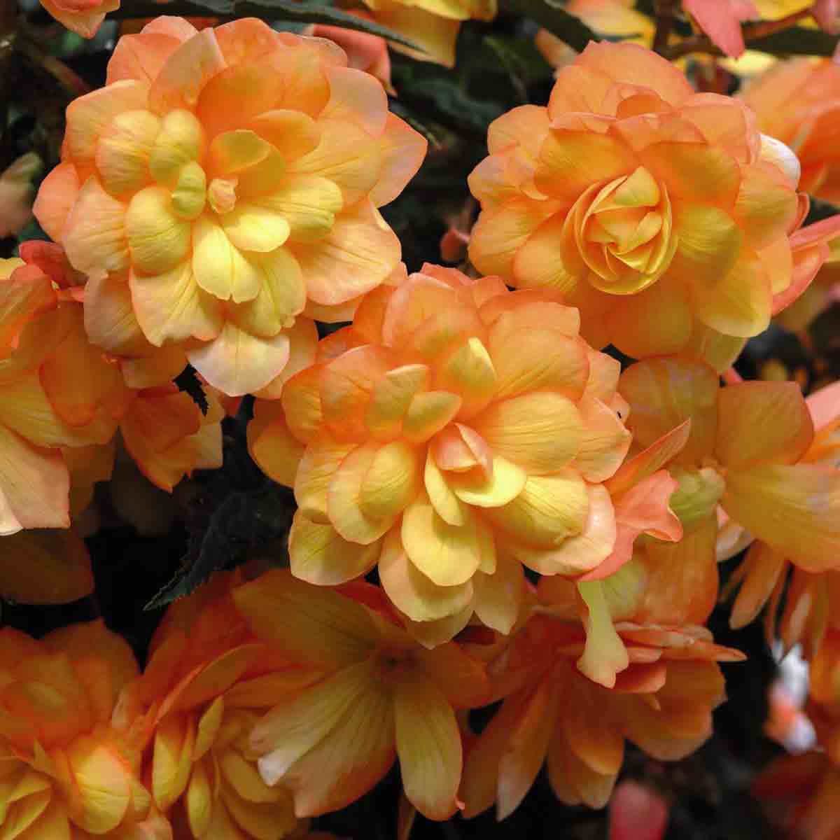 Twelve vibrant orange and yellow begonia plugs with layered petals, showcasing a mix of apricot shades, ideal for brightening gardens or containers.