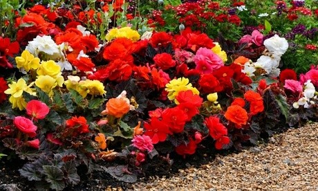 Vibrant display of Begonia Nonstop Mocca Mixed flowers in various colors, including red, yellow, pink, and white, with lush green foliage and a gravel pathway.
